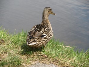 Betynka,Líba